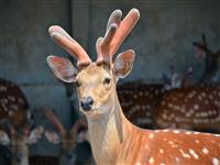 動(dòng)物園梅花鹿中暑而死 胃里現(xiàn)塑料袋