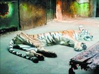 天津一老虎骨瘦如柴似紙片 動(dòng)物園稱(chēng)因它生病了
